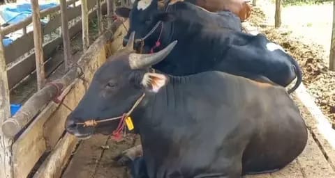 Puluhan Sapi Mati, DKPP Pamekasan Imbau Rutin Semprot Kandang