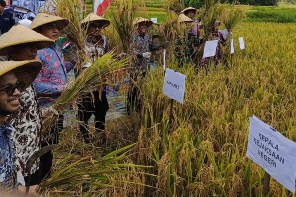 DKPP Panen Raya Padi Bersama Presiden RI, Bupati Pamekasan Apresiasi Kerja Keras Petani