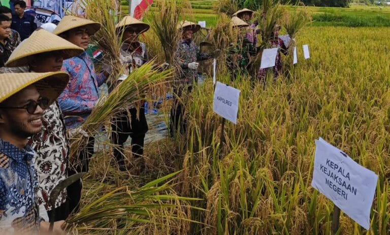 DKPP Panen Raya Padi Bersama Presiden RI, Bupati Pamekasan Apresiasi Kerja Keras Petani