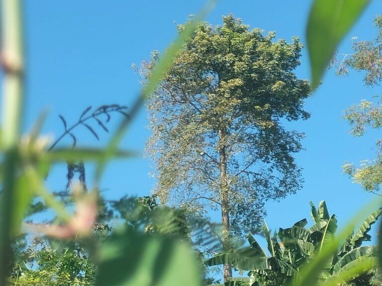 Pohon Nangger, Ramalan Musim Warisan Leluhur yang Masih Diandalkan Warga Sumenep